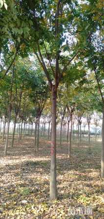 15公分黄山栾树