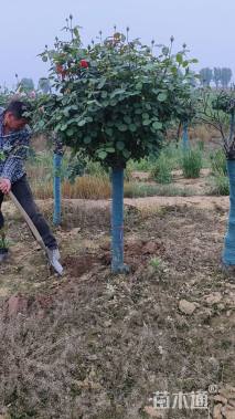 高度150厘米高杆月季