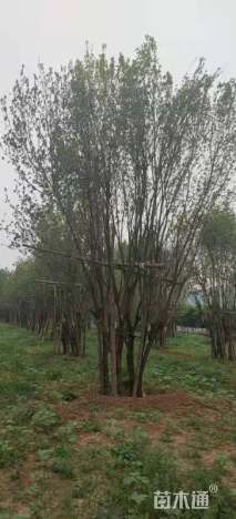 高度600厘米丛生元宝枫