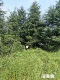 移栽苗雪松