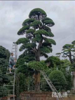 20公分日本罗汉松