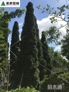 高度500厘米桧柏