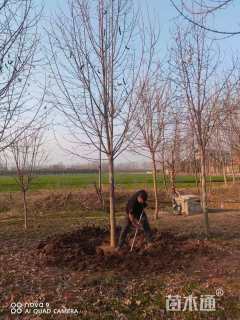 12公分二乔玉兰