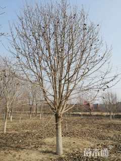 15公分二乔玉兰