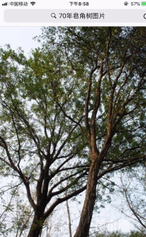 70公分皂荚