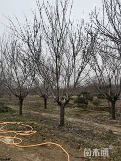 12公分普贤象樱花