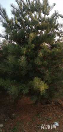 高度600厘米华山松