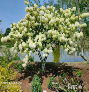 高度200厘米木绣球