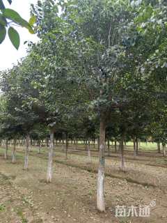 15公分大叶女贞