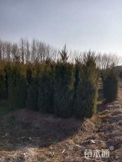 高度200厘米塔柏