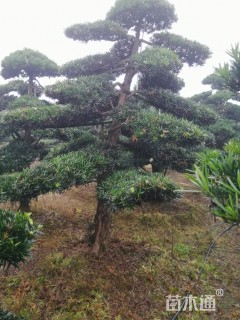 断根苗造型罗汉松