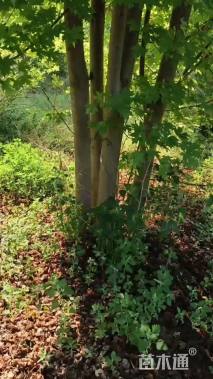 高度500厘米丛生三角枫