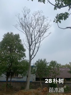 28公分朴树