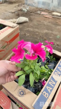 高度30厘米大花牵牛