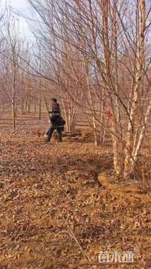 高度700厘米丛生白桦