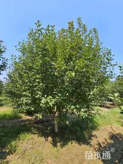 15公分绚丽海棠