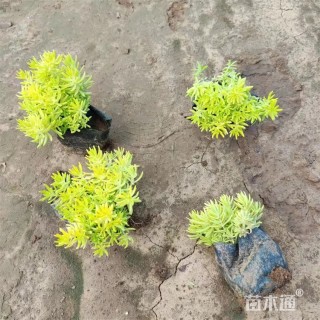 高度16厘米金叶佛甲草