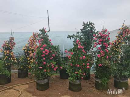 高度180厘米欧洲月季