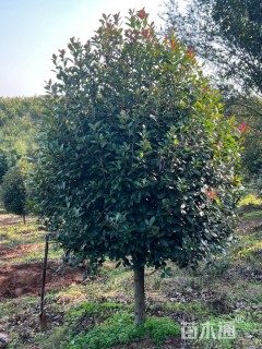 10公分红叶石楠