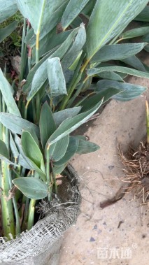 高度30厘米再力花