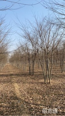 50公分(4杆)丛生榉树