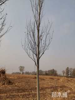 15公分新疆杨
