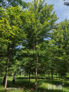 19公分美国红枫