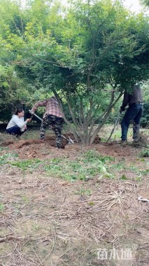 高度400厘米丛生鸡爪槭