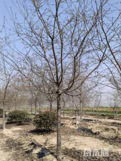 15公分红粉佳人樱