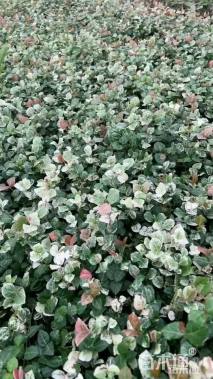 20厘米花叶络石