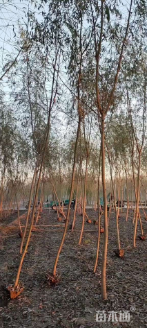 12公分金丝垂柳