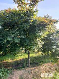 13公分日本红枫