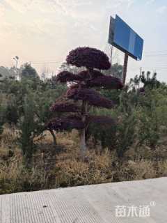 15公分造型红花继木桩