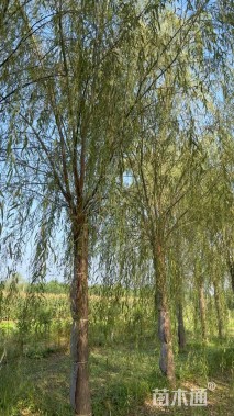 20公分垂柳