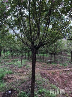 12公分日本晚樱