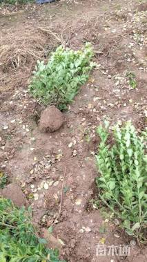 高度60厘米卫矛