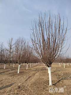 12公分绚丽海棠