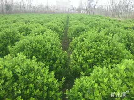 冠幅80厘米大叶黄杨球