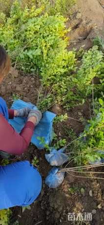 高度60厘米金叶女贞