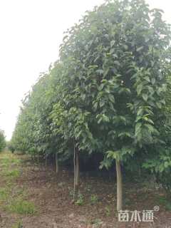 13公分二乔玉兰