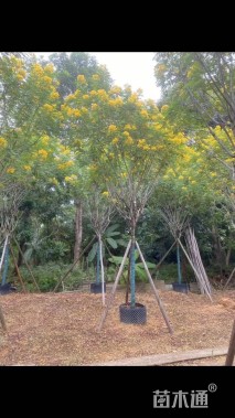 8公分黄槐