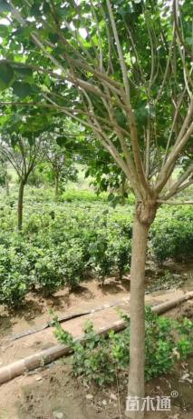 高度350厘米丁香