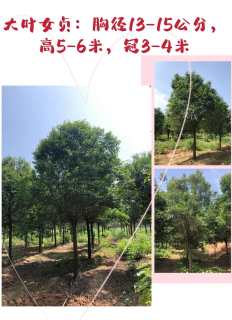 15公分大叶女贞