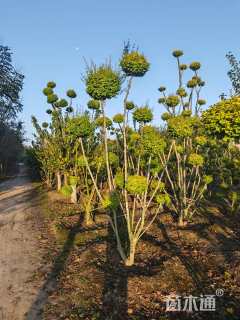 18公分造型亮晶女贞