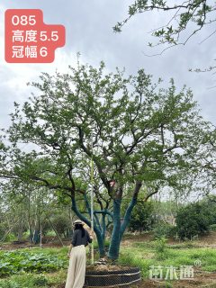 30公分(6杆)丛生香橼