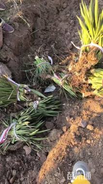 高度40厘米凤尾兰