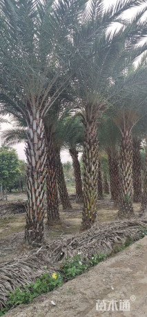 裸干高480厘米银海枣