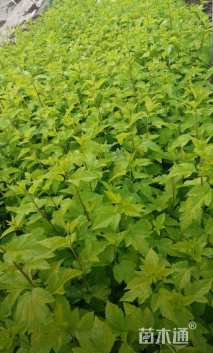 高度70厘米金叶风箱果