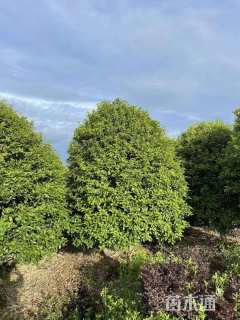 冠幅400厘米桂花球