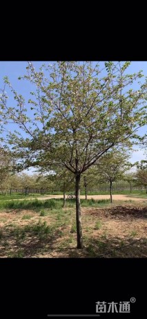 20公分染井吉野樱